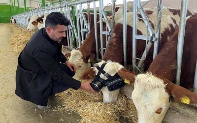 Un fermier turc équipe ses vaches avec des casques de réalité virtuelle pour qu&#039;elles produisent plus de lait