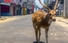 Confinement : les animaux se réapproprient les villes