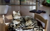 France : Un hôtel de luxe pour chats à 80.000 € en Indre-et-Loire