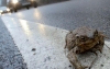 Une route coupée pour sauver  des grenouilles