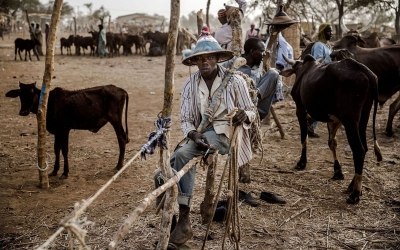 Nigeria : Des vaches contre des armes pour en finir avec les attaques